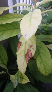 アボカドの木にできた斑点模様は病気ですか アボカドを家で育てて Yahoo 知恵袋