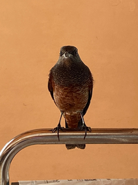 この鳥 何て鳥ですか ツグミだと思いますが 戸を開けると家の Yahoo 知恵袋