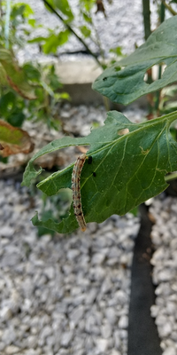 この虫はなんの虫でしょうか ミニトマトの葉に大量いました オオタ Yahoo 知恵袋