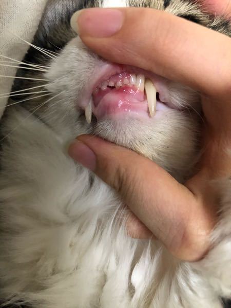 猫の下の歯の歯並びが悪いです - 猫の下の犬歯と犬歯の間に小さな 