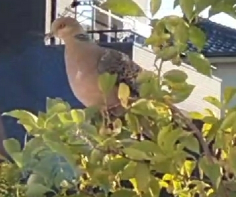 この鳩の種類は何でしょうか？当方、埼玉県です。昨日から家の苗 
