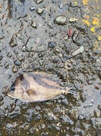 この魚は毒がありますか 毒がなければ食べたいんですが 食べても心配無い Yahoo 知恵袋