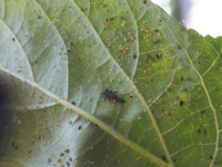 この虫はなんですか アブラムがいっぱいいるオクラの葉に Yahoo 知恵袋