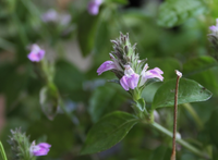 野の花の名前が知りたい 秋の田圃の淵に沢山さいていたのですが Yahoo 知恵袋