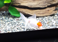 金魚の転覆病 転覆病の治療の仕方を教えてください 60 水槽でオラ Yahoo 知恵袋