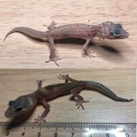 ヒョウモントカゲモドキをお迎えしようと思っているのですが どちらも可愛 Yahoo 知恵袋