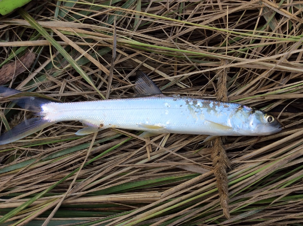 友人が汽水域の川で釣った魚なんですけど調べてもわかりませんウグイみたい Yahoo 知恵袋