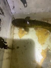 またお魚に関しての質問です このナマズの種類はなんですか 上から Yahoo 知恵袋