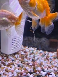 家で飼っている金魚が何日も前から気泡が入ったような長いうんこ Yahoo 知恵袋