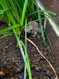 麦藁帽子って英語でなんていうんですか 教えてください また読み方も書い Yahoo 知恵袋