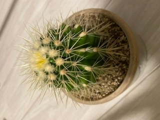 サボテンのトゲの根本が黄色く変色しています(上部)。トゲの状