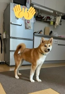 柴犬5ヶ月ってこんなものですか？5ヶ月になって体重はまだ測っ 