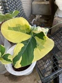 斑入りクワズイモを頂いたのですが 葉っぱが引きつれています 奇形なので Yahoo 知恵袋