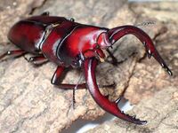 なんだろう ノコギリクワガタはノコギリよりカニのハサミに見え Yahoo 知恵袋