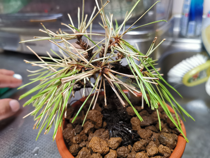 盆栽の黒松の葉が徐々に茶色くなり、枯れそうな感じがします。お力を