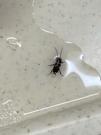 こちらの無視を先程洗剤をかけて殺したのですが ゴキブリですか Yahoo 知恵袋