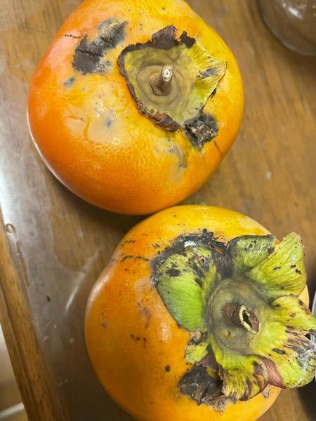 柿の収穫について教えてください 今ほんのり色づいてき初めて収穫を Yahoo 知恵袋