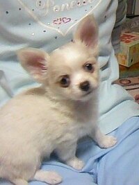 チワワの毛色って変わるのですか 生まれた時は真っ黒の麻呂眉の Yahoo 知恵袋