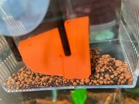 アピストグラマ淡水熱帯魚アクアリウム ブラインシュリンプ給餌病気に Yahoo 知恵袋
