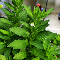 この植物の名前わかりますか 一つだけ白い花が咲き 枯れました 身はなり Yahoo 知恵袋