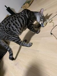 7ヶ月の雄猫で 体重4 1kgなのですが太り過ぎでしょうか 先 Yahoo 知恵袋