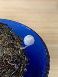 苔玉の虫の駆除の仕方を教えて下さい 先日初めて苔玉とゆうものを購入 Yahoo 知恵袋