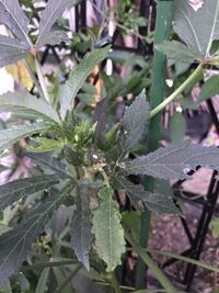 オクラの栽培ですが 今年は節に枝が出てきて花が咲かなくオクラが収 Yahoo 知恵袋