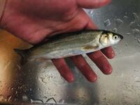 なんて言う魚でしょうか 食べ方も教えてください Yahoo 知恵袋