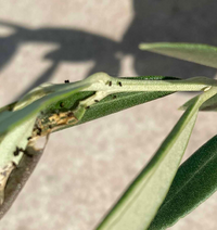 オリーブの害虫について 植えて2年目のオリーブに写真のよ Yahoo 知恵袋