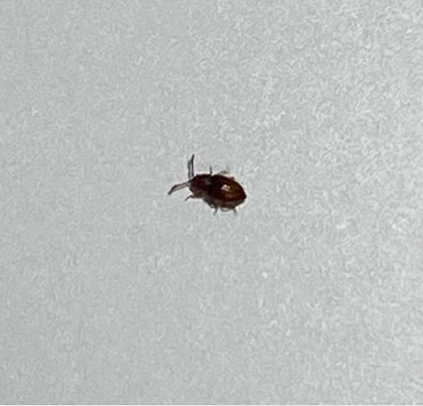 たまねぎの保存場所について ゴキブリ対策 たまねぎの保存場所について 風通 Yahoo 知恵袋