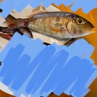 この魚は何という魚ですか 九州の防波堤で釣りをしていたところ お Yahoo 知恵袋
