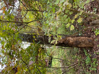 桜の剪定について質問致します 伸びすぎた桜の木を切って小さくしたいので Yahoo 知恵袋