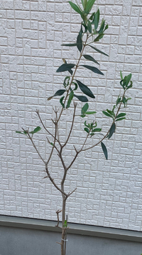 観葉植物初心者です 大切に育ててきたオリーブの鉢植えですが 水や Yahoo 知恵袋