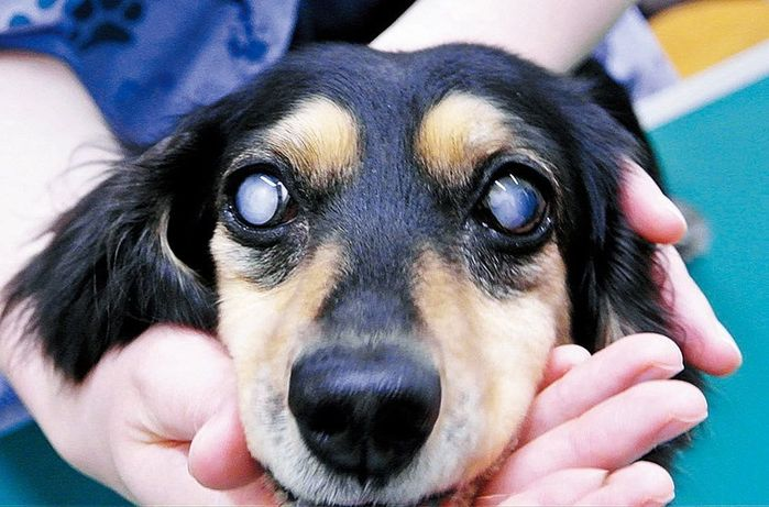 死が近い迷惑犬の耳についての質問です 隣によく吠えるミニチュ Yahoo 知恵袋