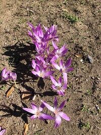 この花の名前を教えて下さい コルチカム イヌサフラン Yahoo 知恵袋