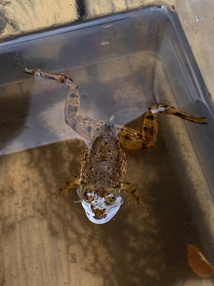 爬虫類 両生類 解決済みの質問 Yahoo 知恵袋