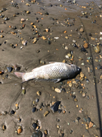 なぜ大洗の海に鯉が死んでいるのでしょうか そもそもこれは鯉な Yahoo 知恵袋