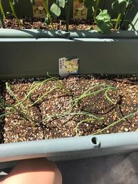 玉ねぎを定植してから2週間が経ちましたが茎？が真っ直ぐ立つ感じがしません。こんなもんでしょうか？球根が隠れるくらい土をかけてますが大丈夫ですか？ ・水は定植してから一回だけです。