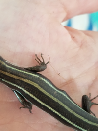 ニホントカゲの飼育についてです 画像を添付しました このトカゲはもう３年ほど飼 Yahoo 知恵袋