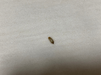 鼻毛の手入れをしていたら虫がポロッと出てきました...
これは寄生虫ですか？
めちゃくちゃ不安です。助けてください...
1〜2mmほどの小さい虫でした。 