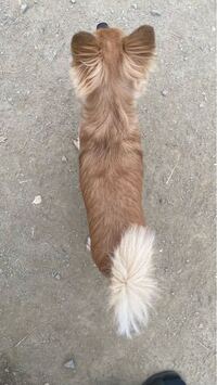 チワワ11ヶ月オス 体重３ 5キロ 上から見たこの体型 太っていま Yahoo 知恵袋