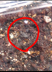 アガベ 多肉植物 の実生 種まきについて カビの繁殖を防ぐため Yahoo 知恵袋