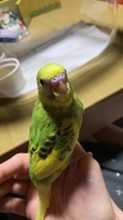 生後3か月ぐらいのセキセイインコです 最近鳴き声が甘えている時 Yahoo 知恵袋