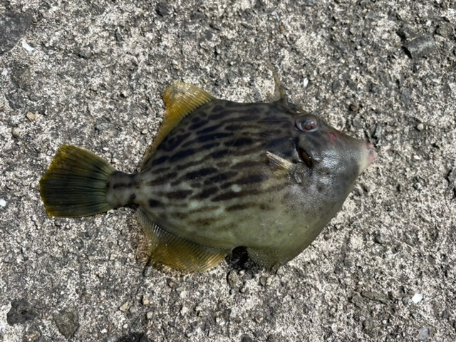 おちょぼ口の魚っていませんよね カワハギ ウマズラハギなどのハギ系は Yahoo 知恵袋