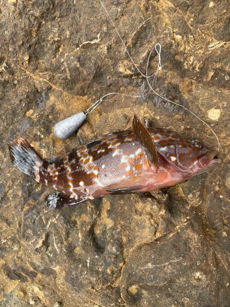 この魚はが釣れました 何という魚か教えて下さい よろし Yahoo 知恵袋