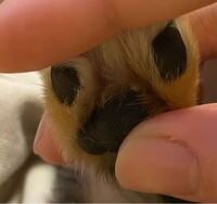 犬の肉球の横に白いデキモノつい最近気付いたのですが 犬の肉球の横に Yahoo 知恵袋