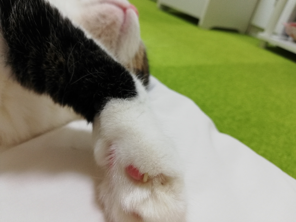 猫の肉球から出てる白い物はなんですか？御存じの方教えて下さい 