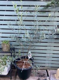 オリーブの木が伸びません 鉢植えから地植えにして４年経ちますが 背丈 Yahoo 知恵袋