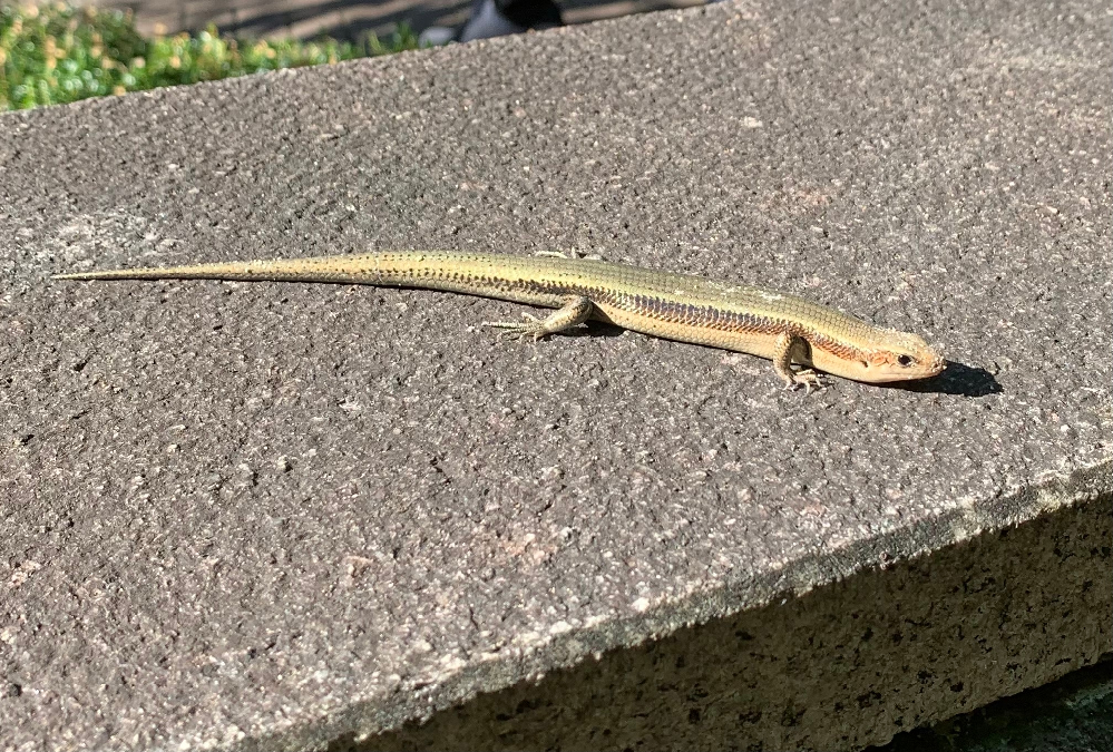 この生き物の名前を教えてください トカゲ カナヘビ のようなものを見つ Yahoo 知恵袋