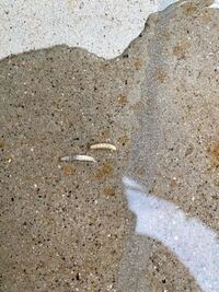 メダカの水槽に毎日幼虫がいるんですけど 取っても取ってもその Yahoo 知恵袋